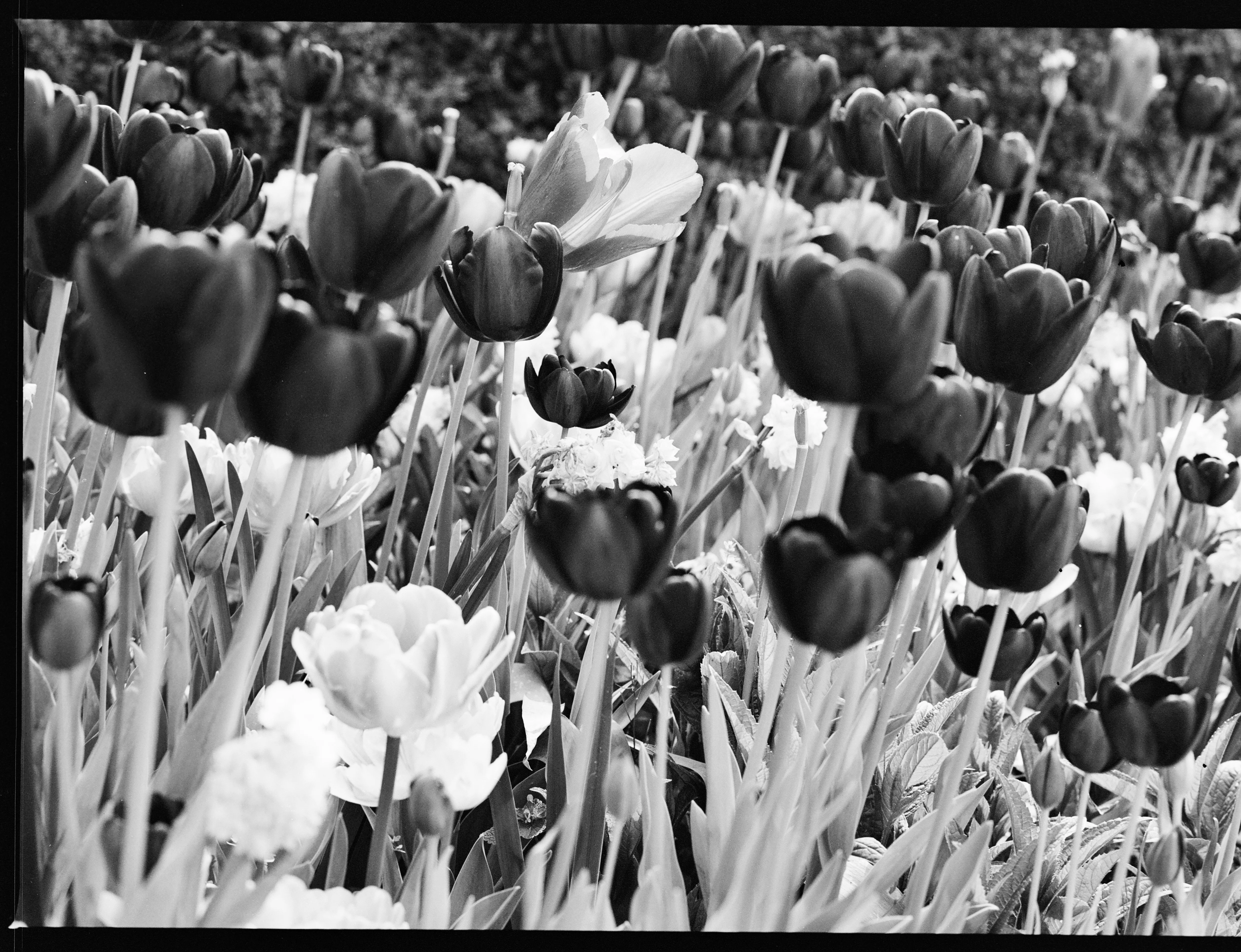 Ilford XP2 Super 400 N&B C41 pellicule 120 - Image 4